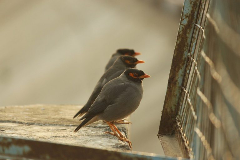 15+ Arti Mimpi Beli Burung Beo